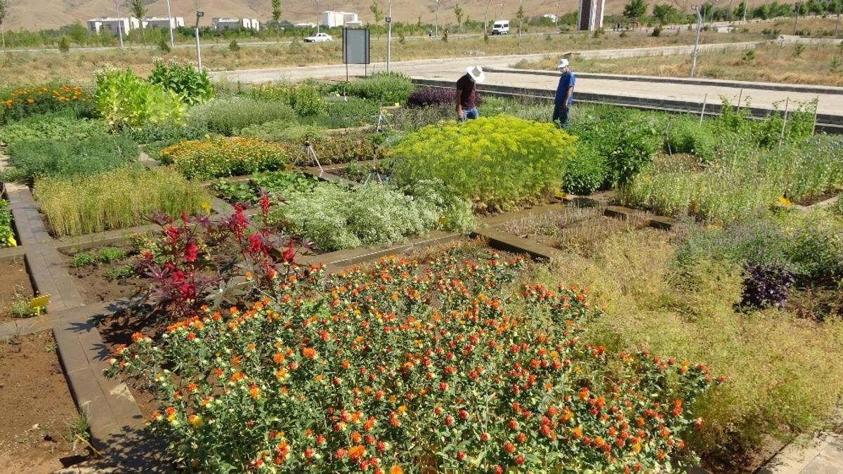 (&Ouml;zel) MŞ&Uuml;&rsquo;den ila&ccedil; sanayisi ve tarıma katkı &ccedil;alışması