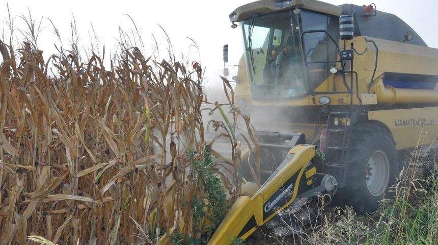 Mısırda müdahale alım fiyatı beklentisi