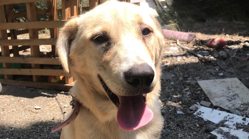 K&ouml;peği bı&ccedil;akladığı i&ccedil;in g&ouml;zaltına alınan şahıs, serbest kalınca &ouml;ld&uuml;rd&uuml;