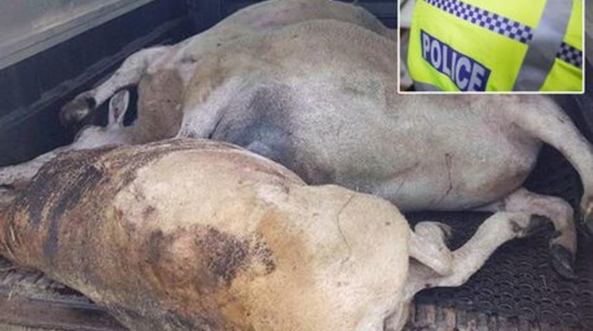 Korkun&ccedil;! &Uuml;&ccedil; koyunun &uuml;zerinden ara&ccedil;la ge&ccedil;ildi, bir tanesi yakıldı