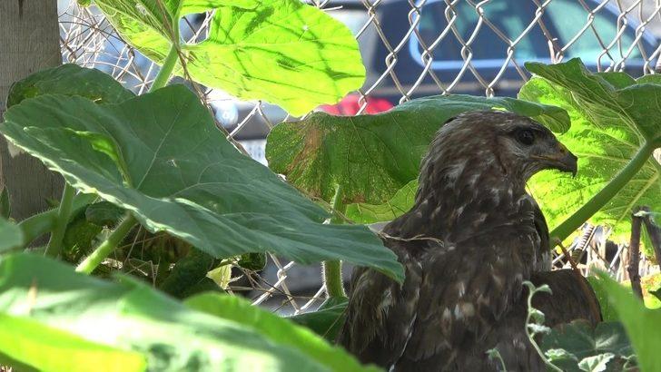 Yaralı şahin tedavi altına alındı G1