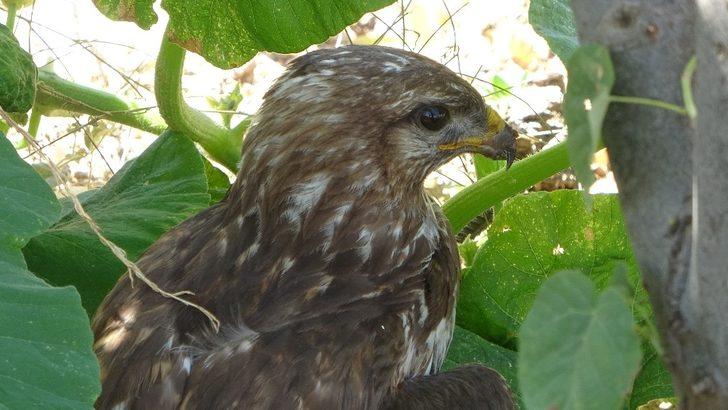 Yaralı şahin tedavi altına alındı G2