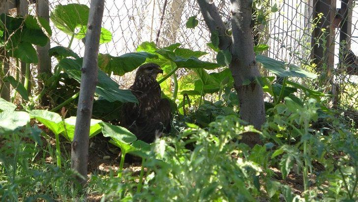Yaralı şahin tedavi altına alındı G3