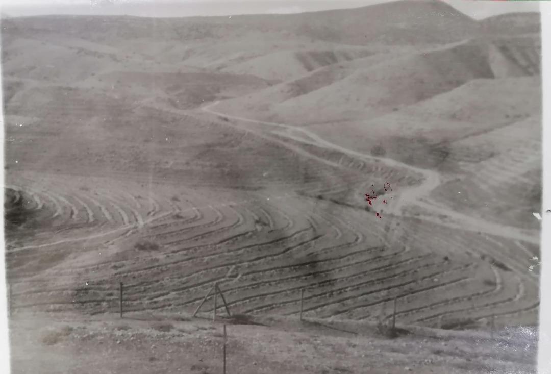 &Ccedil;orak araziydi, şimdi orayı g&ouml;ren tanıyamıyor! 40 yılda ormana d&ouml;n&uuml;şt&uuml;r&uuml;ld&uuml;