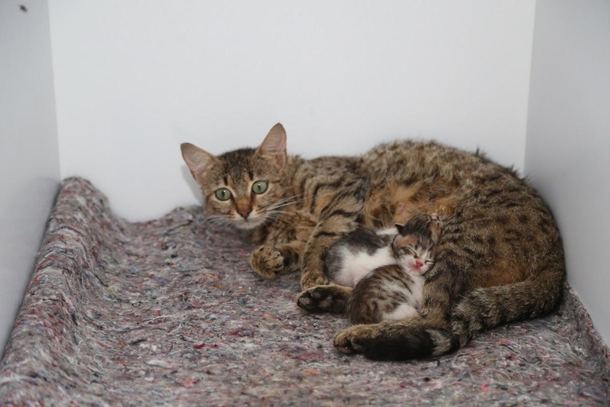 Ordu hayvan barınağı yenilendi