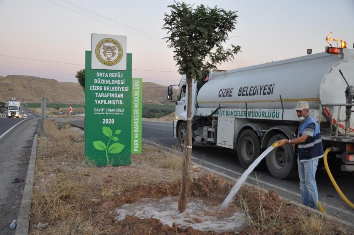 Cizre&rsquo;de ağa&ccedil;lar d&uuml;zenli olarak sulanıyor