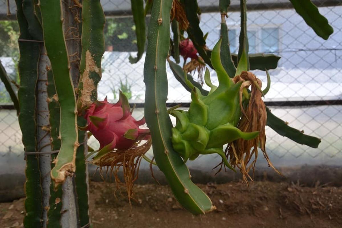 Aydın&rsquo;da &uuml;retti, tanesini 15 liraya satıyor