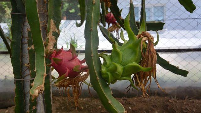 Aydın’da üretti, tanesini 15 liraya satıyor