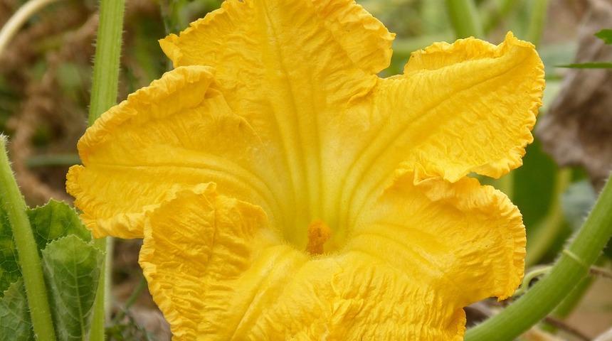 Kabak çiçeği dolmasını bir de bu tarifle hazırlayın! Ege'nin incisinin püf noktasını açıklıyoruz...