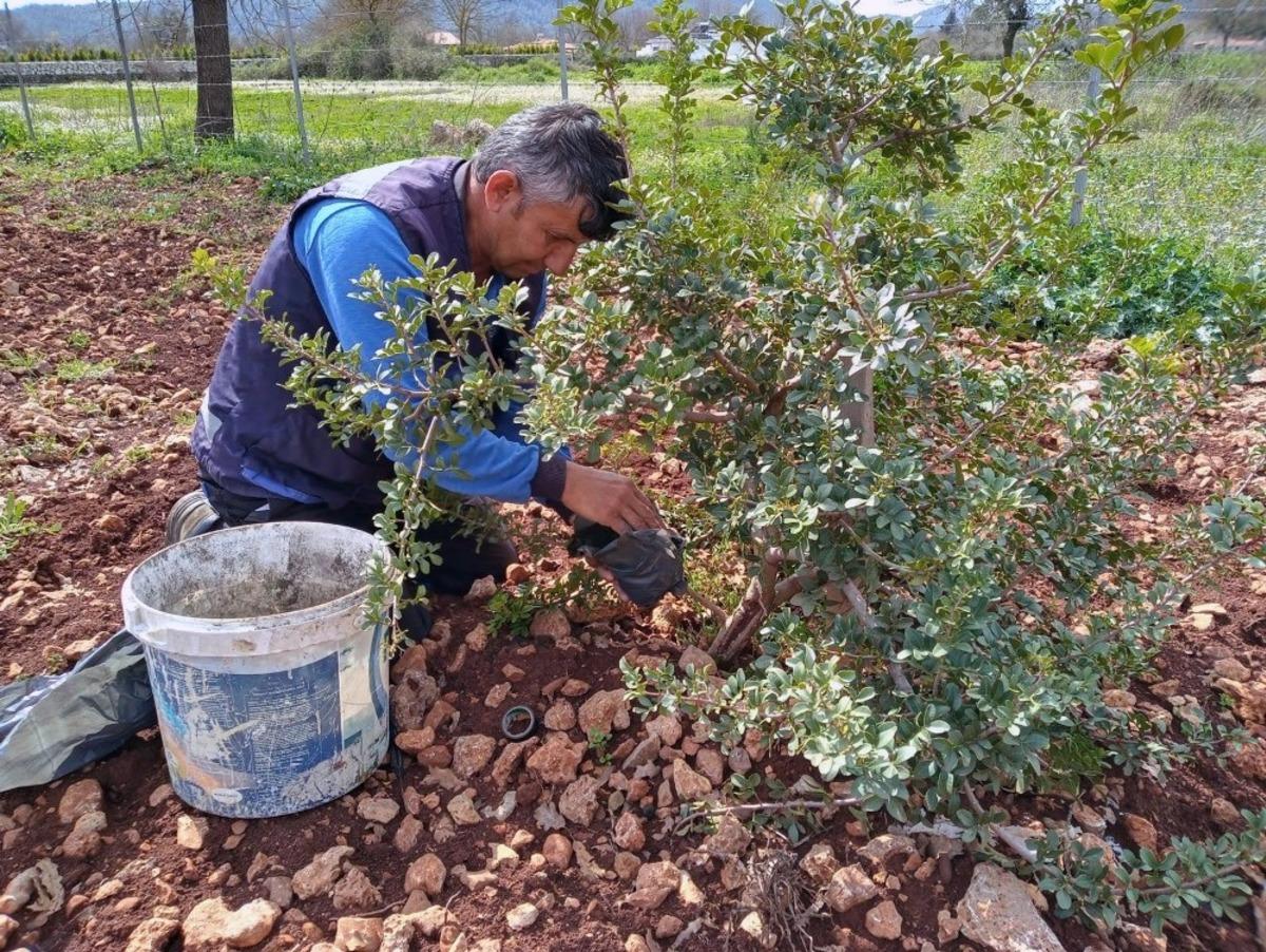 Muğla B&uuml;y&uuml;kşehir Sakız fidanı &uuml;retiyor