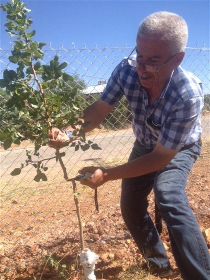 Malatya’da antepfıstığı yaygınlaştırılıyor G1