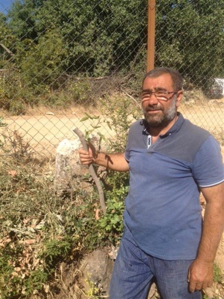 Malatya’da antepfıstığı yaygınlaştırılıyor G2