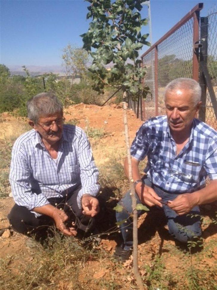 Malatya’da antepfıstığı yaygınlaştırılıyor G3