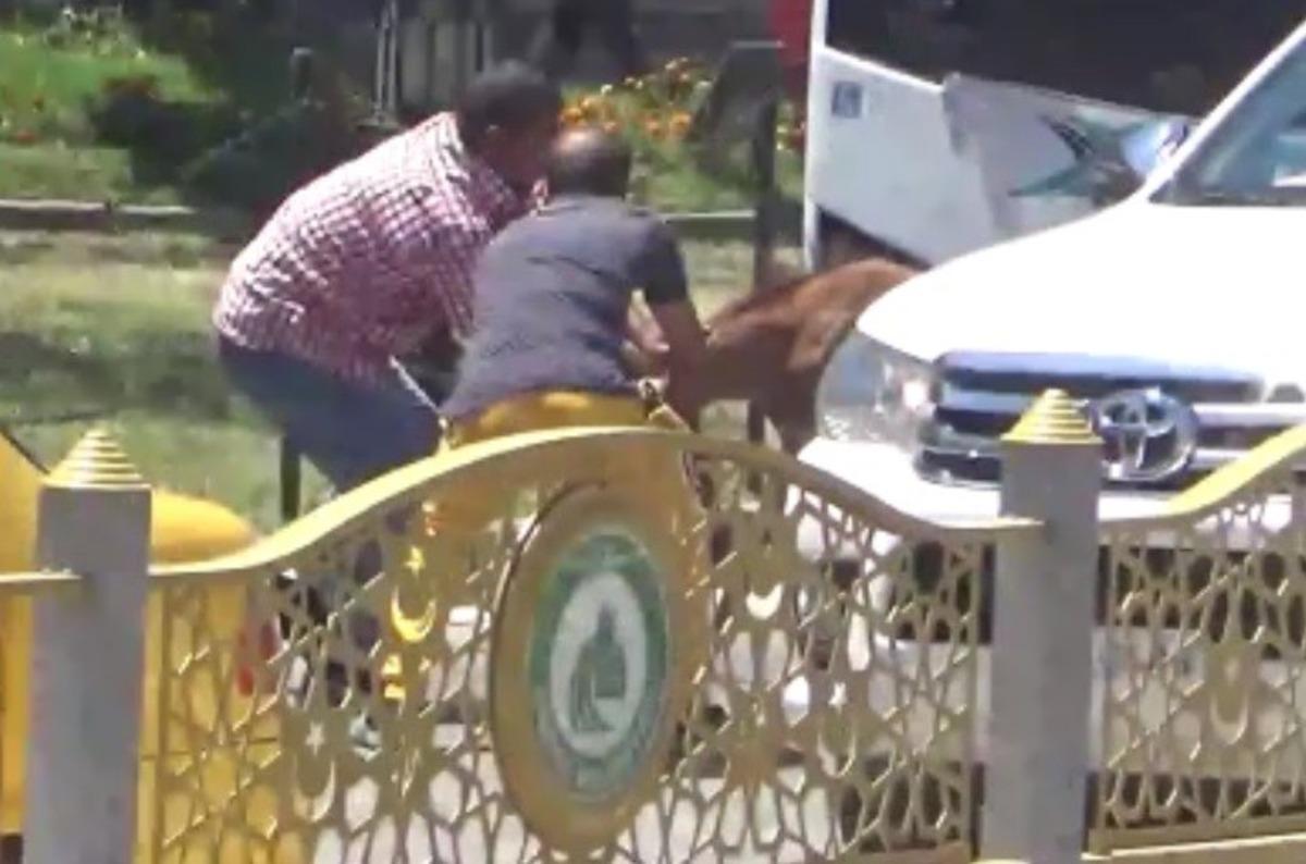 Yola &ccedil;ıkan başıboş tay, trafiği birbirine kattı