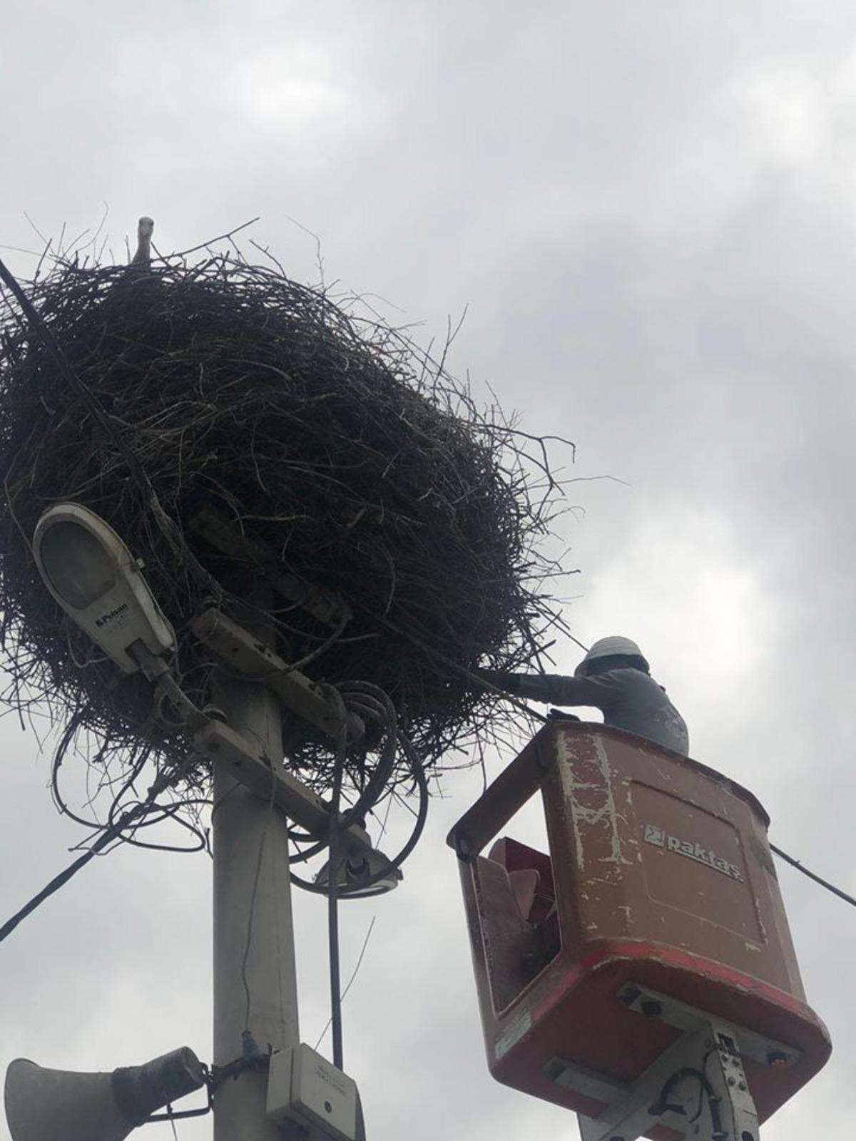 Yuvasından d&uuml;şen ser&ccedil;e yavrusu vin&ccedil;le yerine konuldu