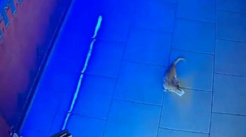 Rusya’da bir kedi barın kasasından iki kere para çaldı