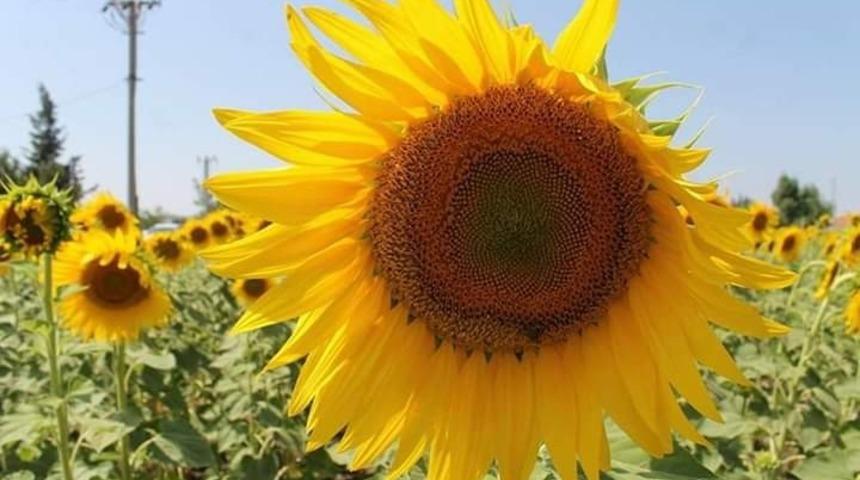 Manyas ovası sarıya boyandı