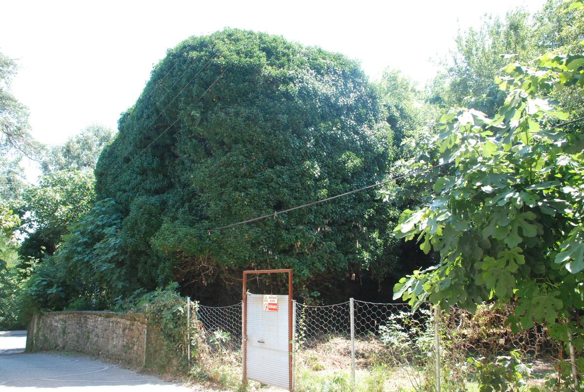 Bartın&rsquo;daki sarmaşık evi g&ouml;renler şaşırıyor