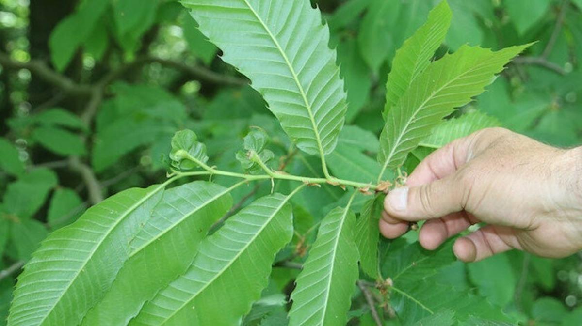 K&ouml;şk Ziraat Odası Başkanı Tuna; &ldquo;Gal arısı kestane ağa&ccedil;larına zarar veriyor&ldquo;