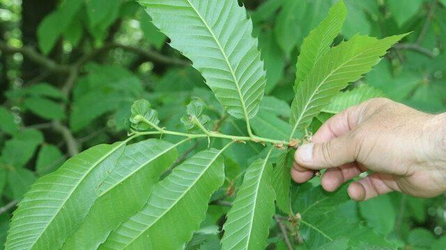 Köşk Ziraat Odası Başkanı Tuna; “Gal arısı kestane ağaçlarına zarar veriyor“