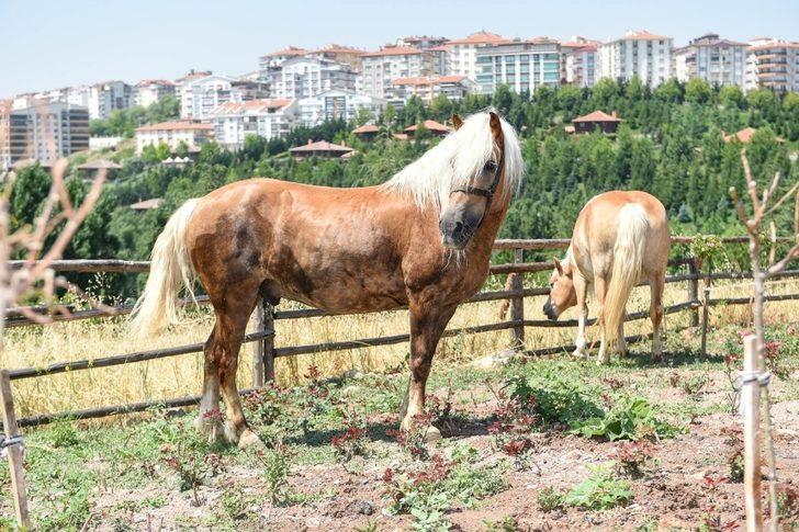 Faytondan özgürlüğe G5