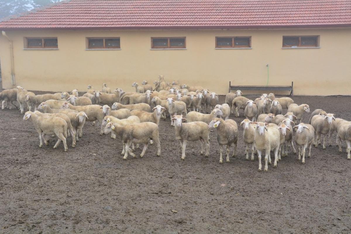 &Uuml;niversitede yetiştirilen kurbanlıklar internet &uuml;zerinden satışa &ccedil;ıktı