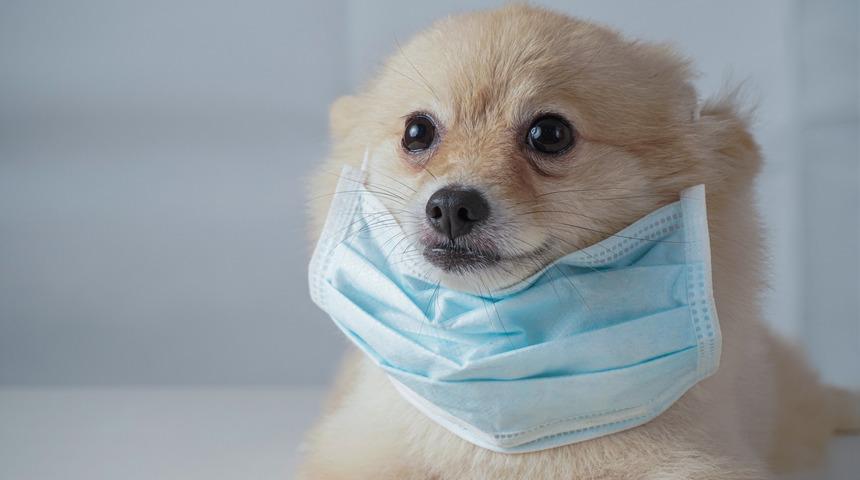 Normalleşme için çare korona köpekleri olabilir!