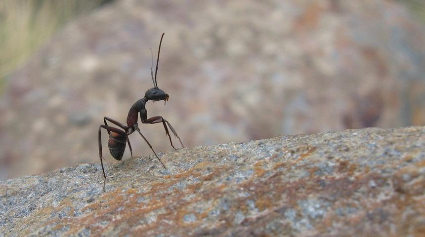 Kahve falında karınca görmek ne anlama gelir? Falda karınca şekli görmek