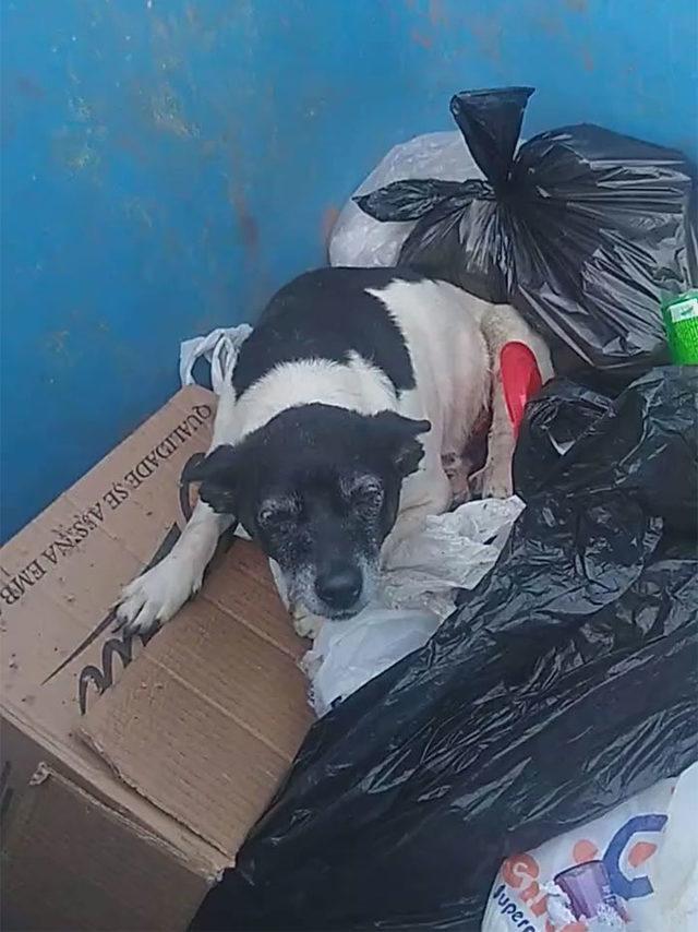 1-sick-abandoned-dog-found-in-dumpster-botucatu-palhinhabtu-2