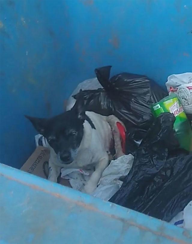 2-sick-abandoned-dog-found-in-dumpster-botucatu-palhinhabtu-1