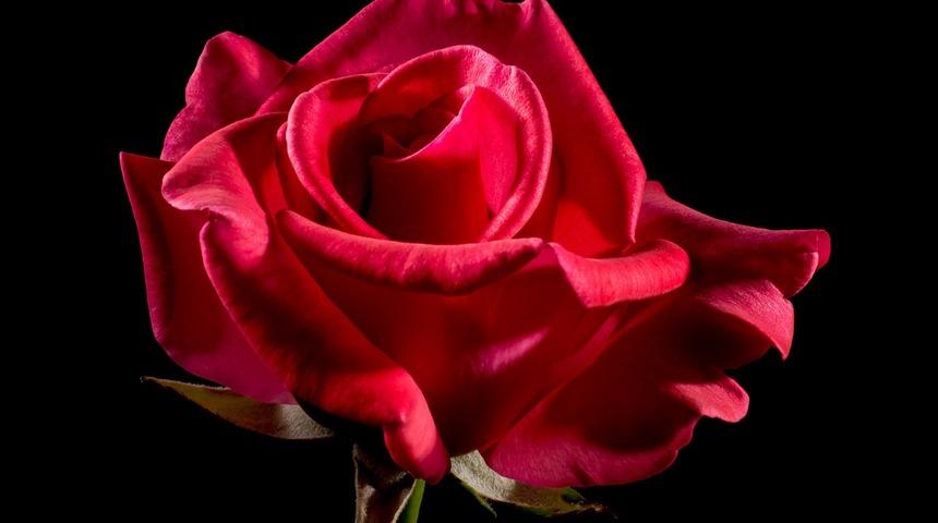 Kahve falında gül görmek ne anlama gelir? Falda gül şekli görmek