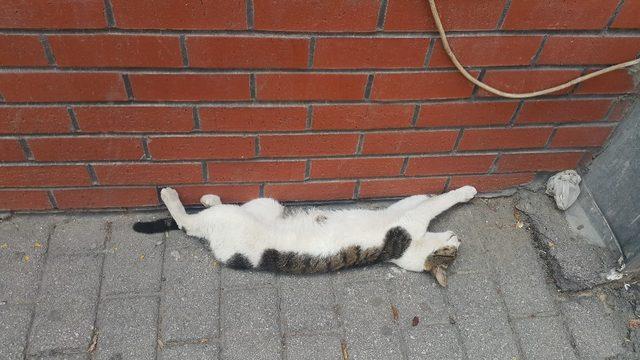 Eskişehir’de etkili olan sıcak havalar sokak kedisini de bunalttı