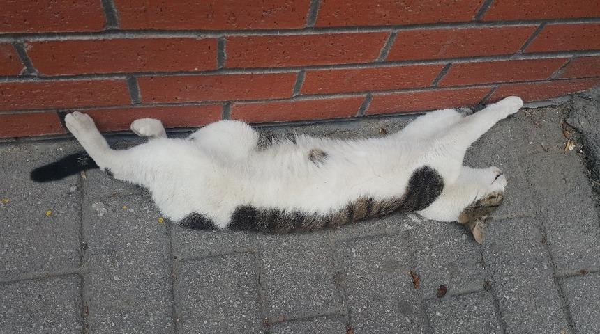 Eskişehir&rsquo;de etkili olan sıcak havalar sokak kedisini de bunalttı