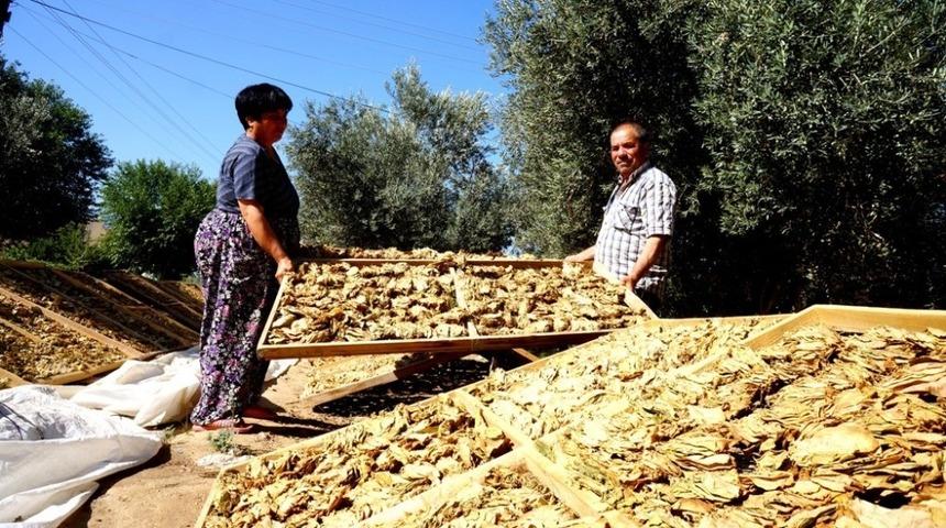Sarıgöl’de tütün hasadı devam ediyor