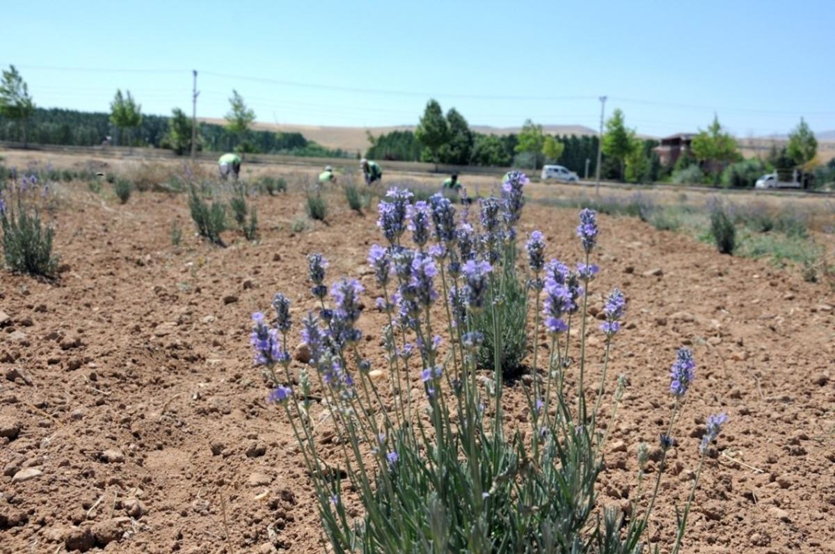 Belediye lavanta tarlasında ilk hasat ger&ccedil;ekleşti
