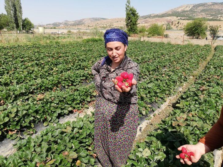 Korona virüs çilek fiyatlarını aşağı çekti G2