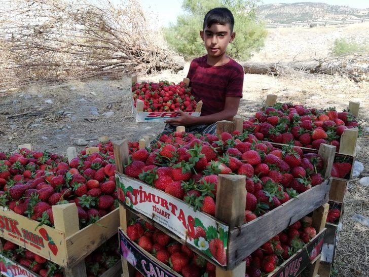 Korona virüs çilek fiyatlarını aşağı çekti G3
