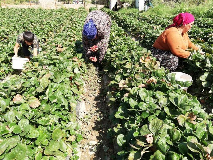 Korona virüs çilek fiyatlarını aşağı çekti G4