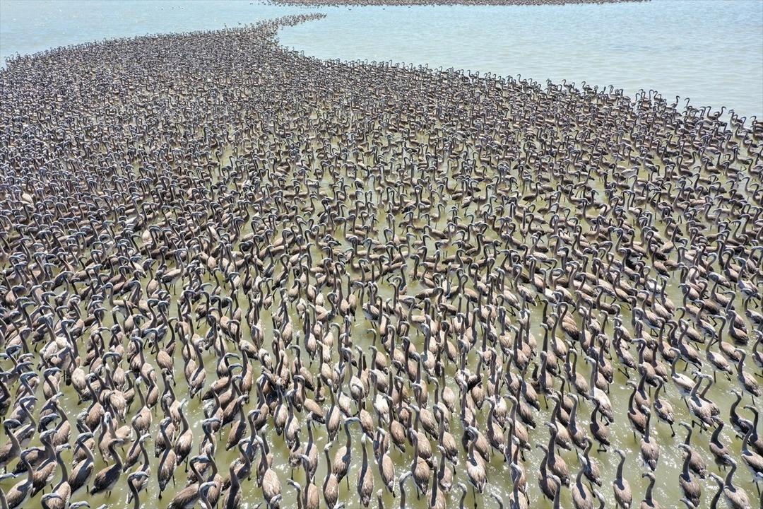 İzmir Kuş Cenneti'nde muhteşem olay! 18 bin yavru kanat &ccedil;ırpmaya başladı