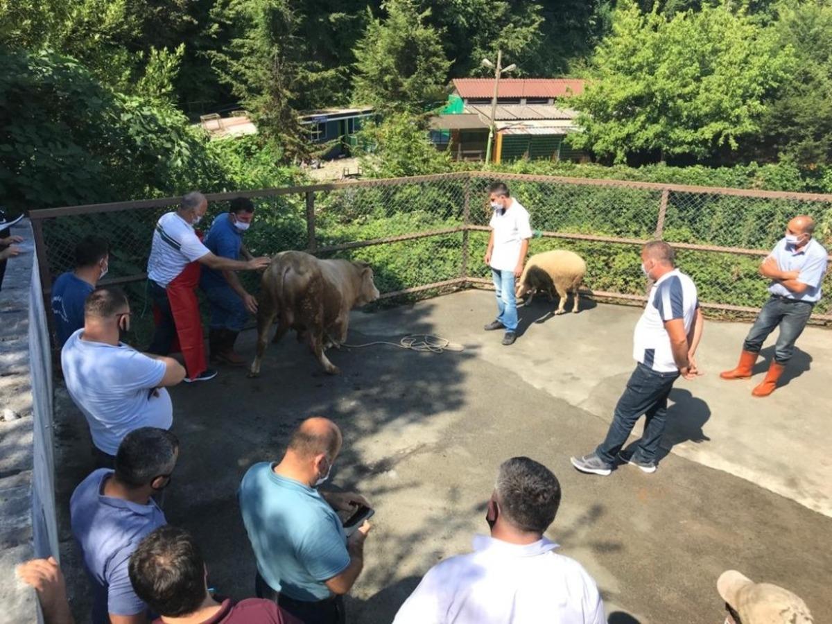 Kdz. Ereğli&rsquo;de kurban kesimi eğitimi verildi