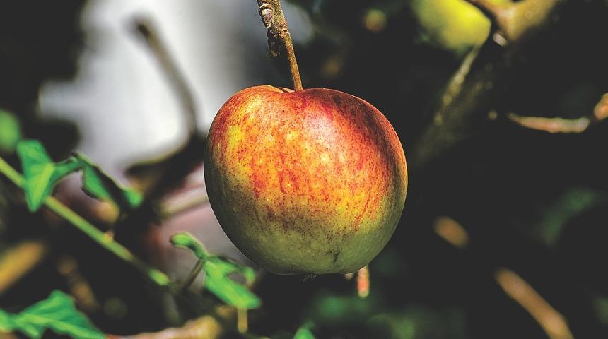 Kahve falında elma görmek ne anlama gelir? Falda elma şekli görmek