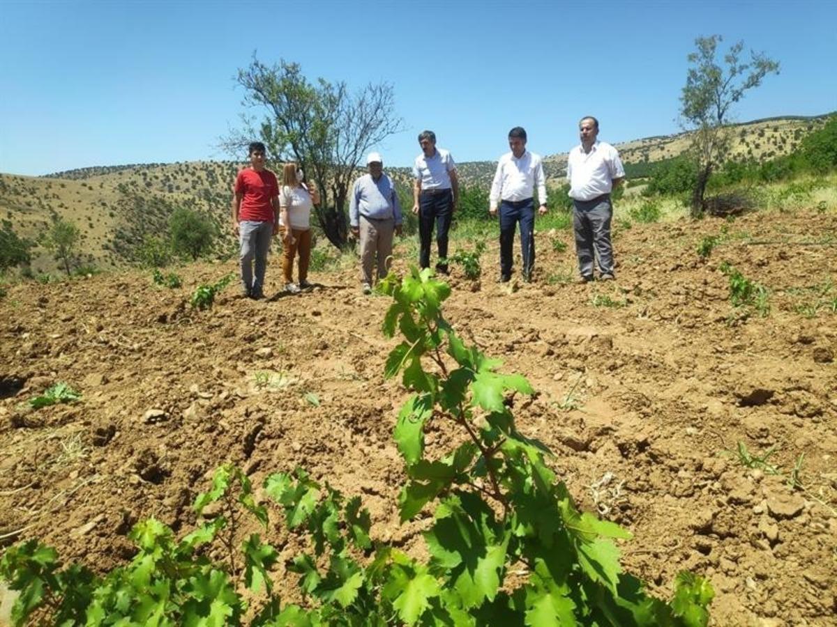 P&uuml;t&uuml;rge kırmızısından y&uuml;ksek verim