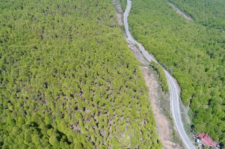 Tırtıllar zarar vermişti! Kayın ormanı 2 yıl sonra yeniden yeşerdi G3