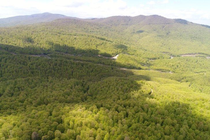 Tırtıllar zarar vermişti! Kayın ormanı 2 yıl sonra yeniden yeşerdi G4
