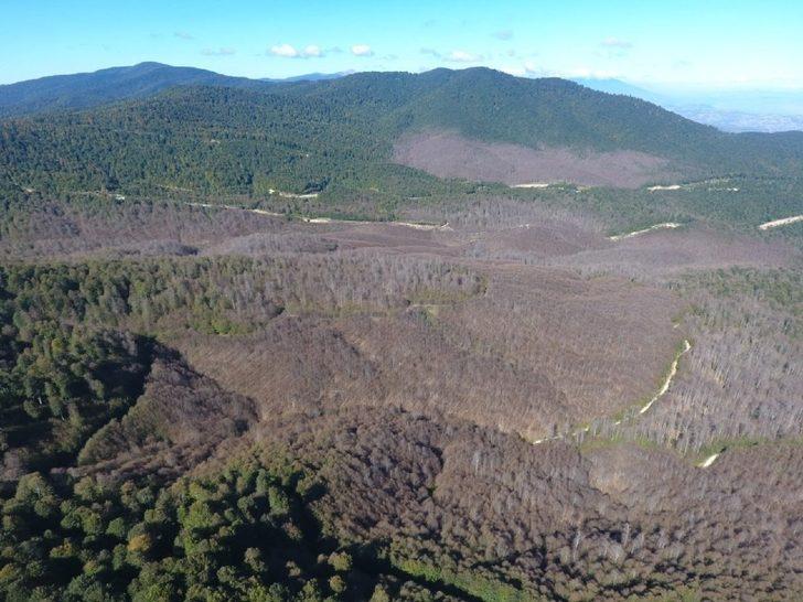 Tırtıllar zarar vermişti! Kayın ormanı 2 yıl sonra yeniden yeşerdi G5