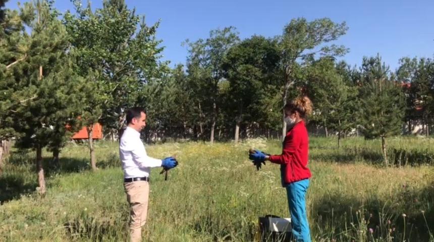 Tedavileri tamamlanan Kerkenezler doğaya bırakıldı