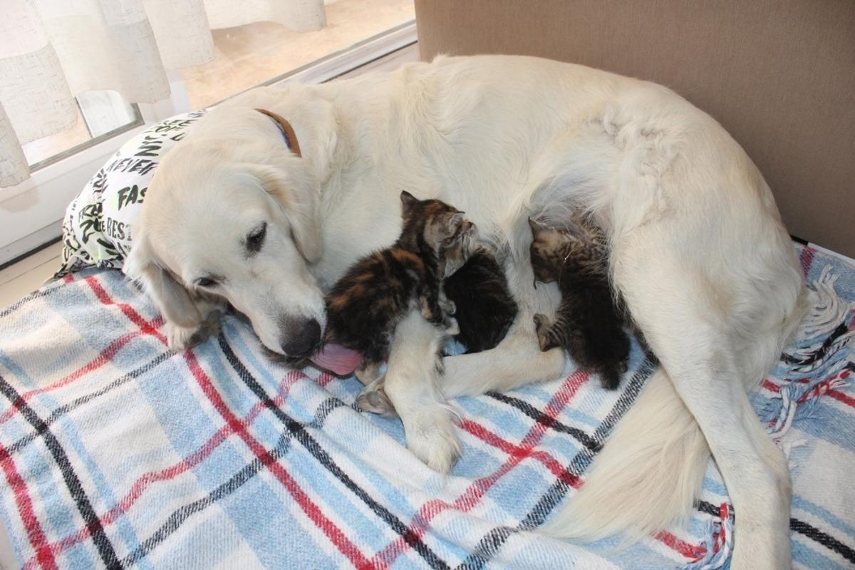 Doğum yapmamış k&ouml;peğin s&uuml;t&uuml; geldi! Annesiz kedilere k&ouml;pek sahip &ccedil;ıktı
