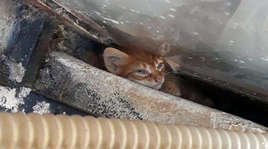 &Ccedil;aresiz kalan yavru kedinin fotoğraftaki zor anları y&uuml;rek par&ccedil;aladı