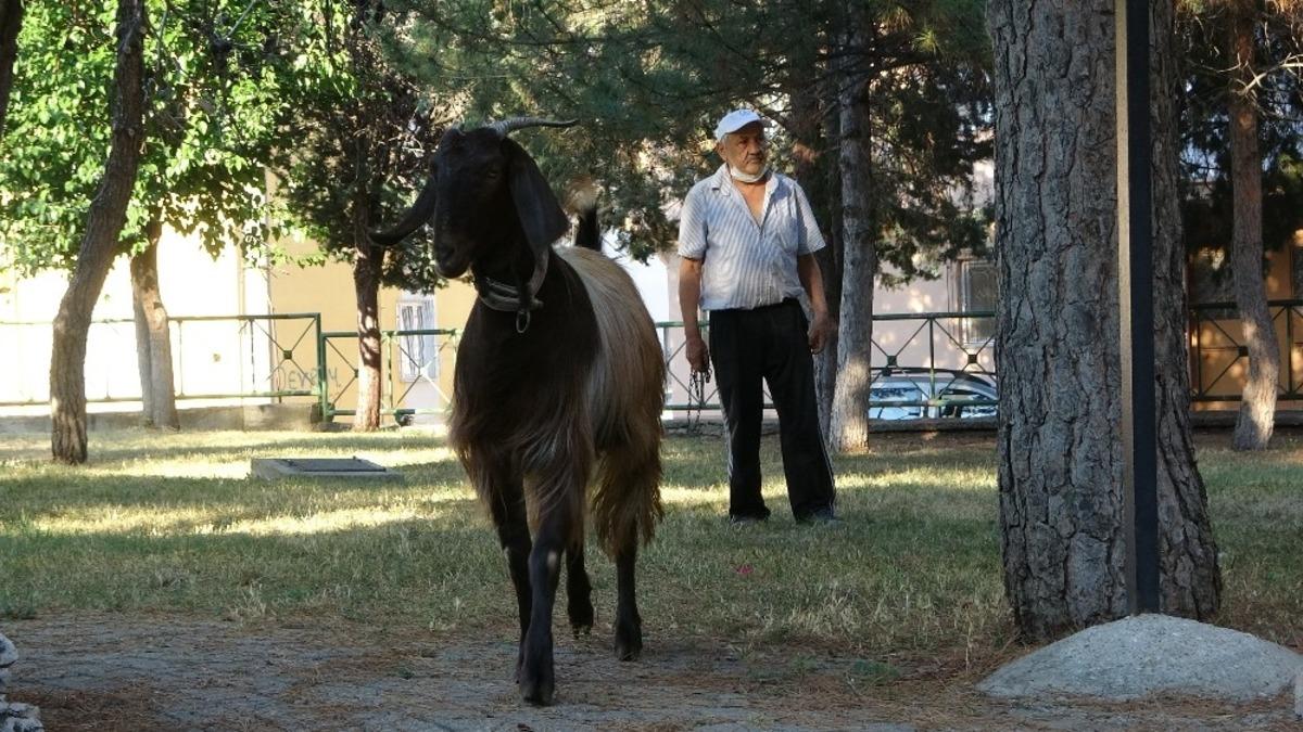 Yalnızlıktan sıkılınca sahiplendiği ke&ccedil;iyle dost oldu