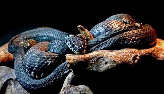 Rüyada siyah yılan görmek ne demek, ne anlama gelir? trend